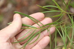 Acacia viscidula