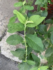 Sida rhombifolia