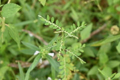 Phyllanthus