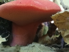 Fistulina hepatica
