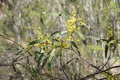 Acacia rubida