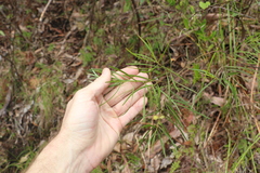 Acacia viscidula