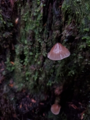 Mycena maculata