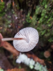 Mycena maculata