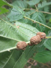 Neolasioptera farinosa