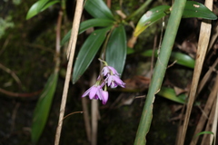 Dendrobium kingianum