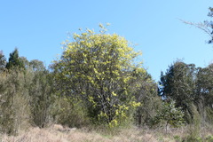 Acacia rubida
