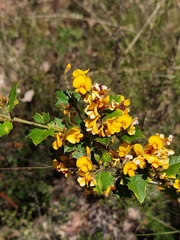 Podolobium ilicifolium