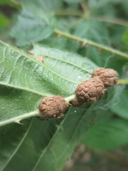 Neolasioptera farinosa