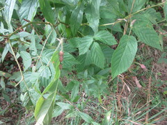 Neolasioptera farinosa