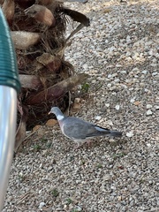Columba palumbus palumbus