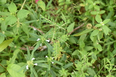 Phyllanthus
