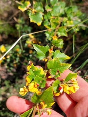 Podolobium ilicifolium