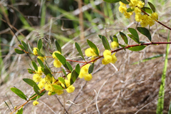 Acacia buxifolia