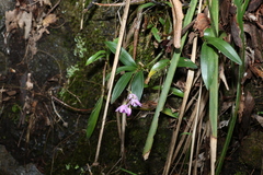 Dendrobium kingianum