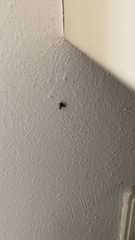 Clogmia albipunctata