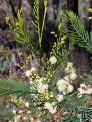 Acacia parvipinnula