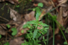 Centratherum riparium