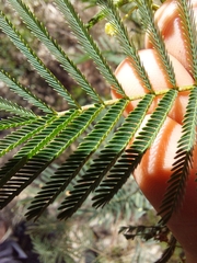 Acacia parvipinnula