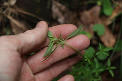 Centratherum riparium