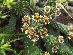 Euphorbia caput-medusae