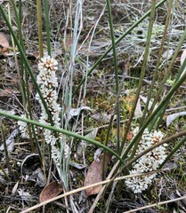 Lomandra juncea