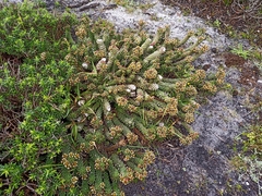 Euphorbia caput-medusae