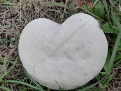 Lycoperdon utriforme