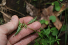 Centratherum riparium