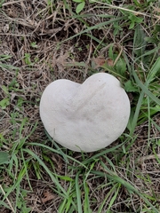 Lycoperdon utriforme