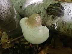 Fomitopsis betulina
