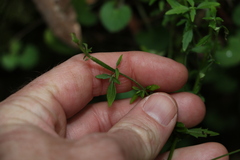 Centratherum riparium