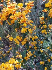 Podolobium ilicifolium