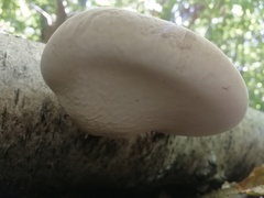 Fomitopsis betulina