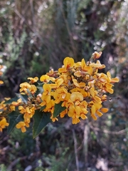 Podolobium ilicifolium