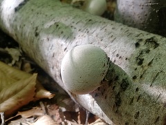 Fomitopsis betulina
