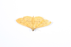 Patania balteata