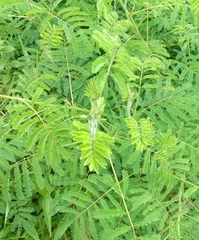 Mimosa diplotricha