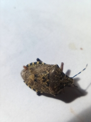 Rhaphigaster nebulosa