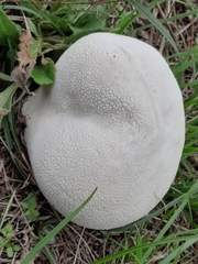 Lycoperdon utriforme