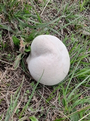 Lycoperdon utriforme
