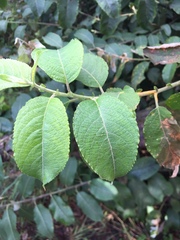 Salix caprea