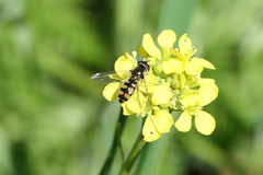 Melangyna viridiceps