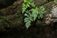 Davallia solida pyxidata