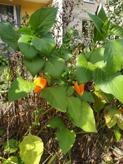 Alkekengi officinarum