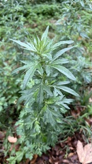 Artemisia vulgaris