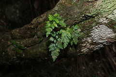 Davallia solida pyxidata