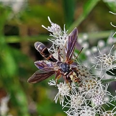 Physocephala sagittaria