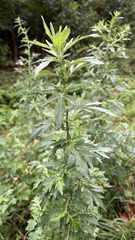 Artemisia vulgaris