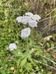 Achillea